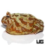 Female Adult Camo Pacman Frog