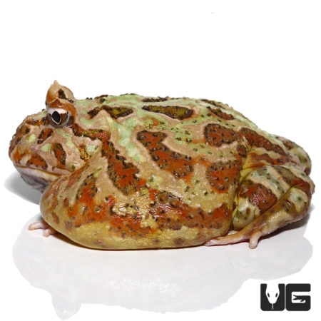 Female Adult Camo Pacman Frog