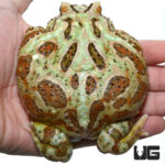 Female Adult Camo Pacman Frog