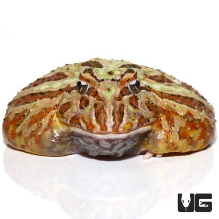 Female Adult Camo Pacman Frog