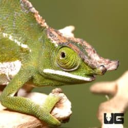 Canopy Chameleons (Furcifer willisi) For Sale - Underground Reptiles
