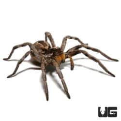 Carolina Wolf Spiders (Hogna carolinensis) for sale - Underground Reptiles