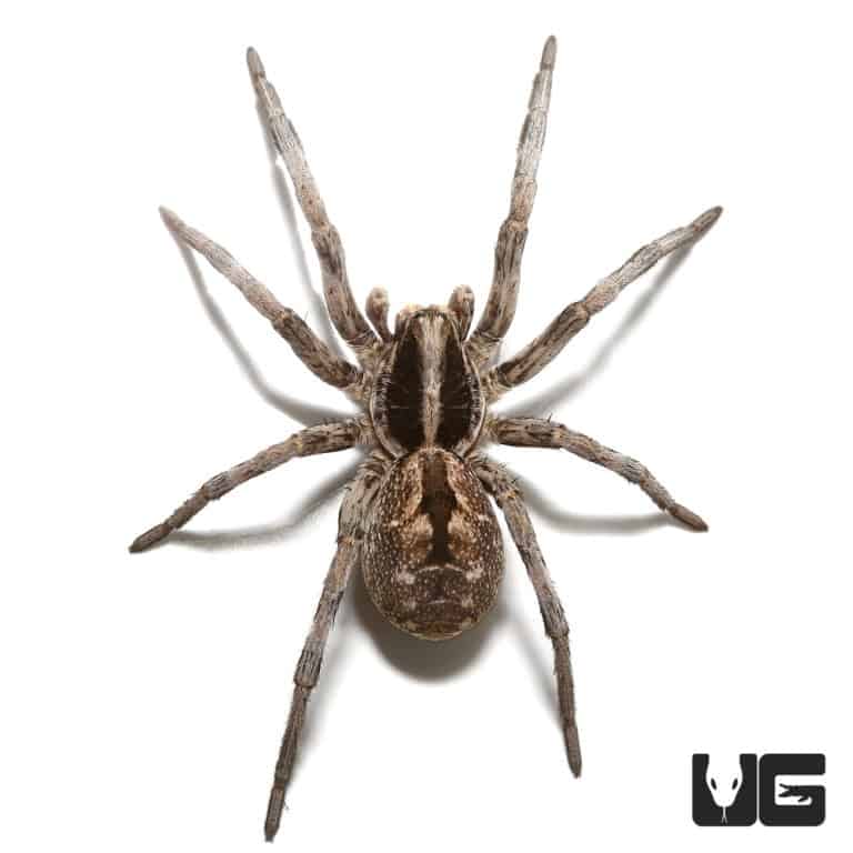 Carolina Wolf Spiders for sale Underground Reptiles