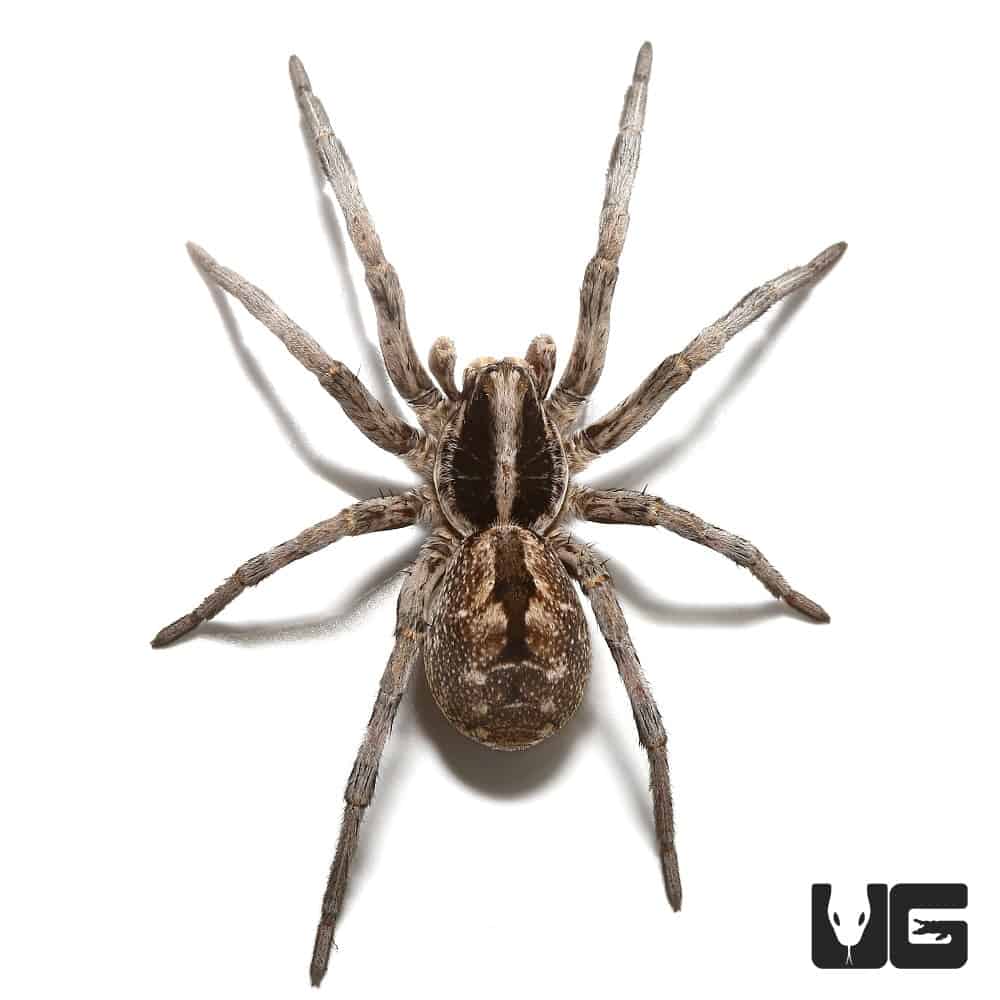 Carolina Wolf Spiders (Hogna carolinensis) for sale - Underground Reptiles