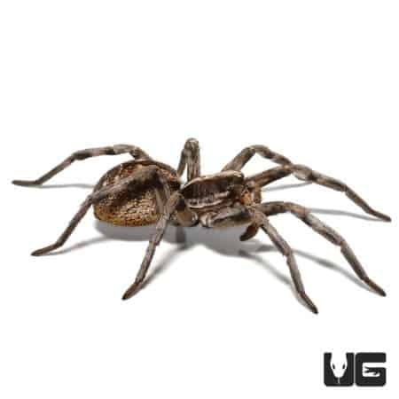 Carolina Wolf Spiders for sale - Underground Reptiles