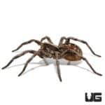 Carolina Wolf Spiders (Hogna carolinensis) for sale - Underground Reptiles