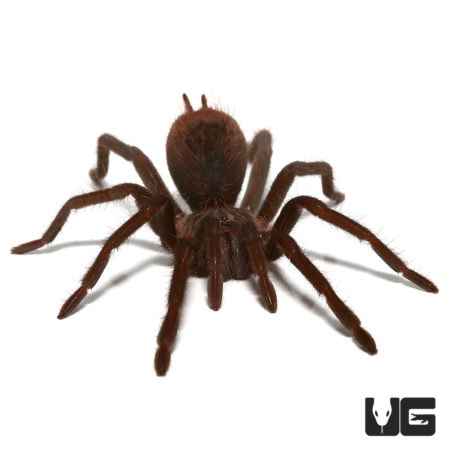 Colombian Lesserblack Tarantula (Xenesthis immanis) For sale - Underground Reptiles