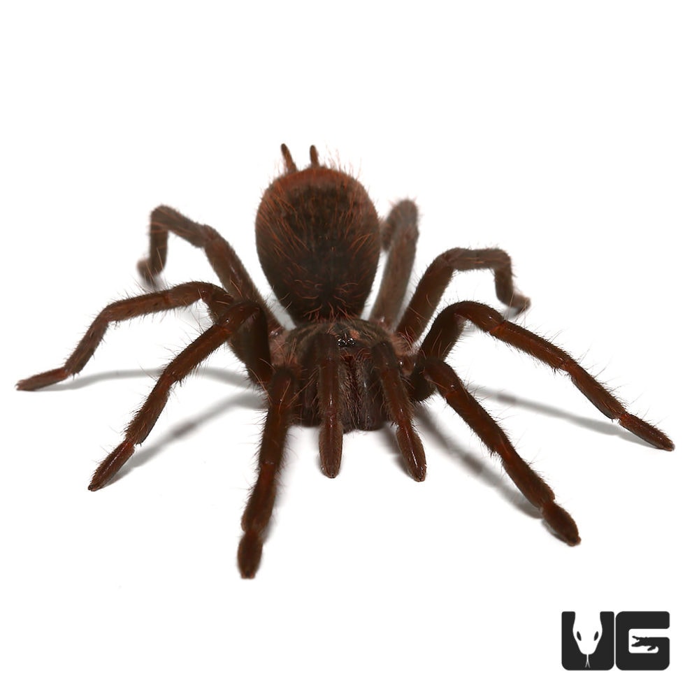 Colombian Blue Bloom Bird Eater Tarantula for sale Underground Reptiles