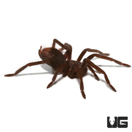 Colombian Lesserblack Tarantula (Xenesthis immanis) For sale - Underground Reptiles