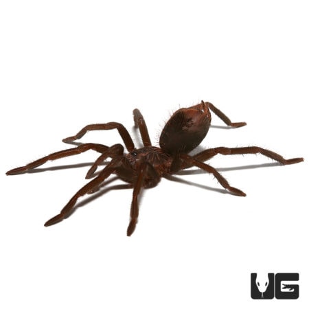 Colombian Lesserblack Tarantula (Xenesthis immanis) For sale - Underground Reptiles