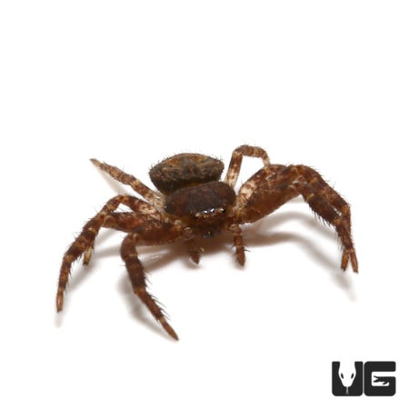 Crab Spiders For Sale - Underground Reptiles