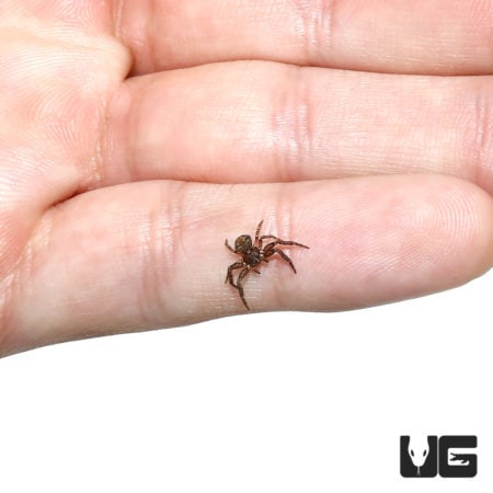 Crab Spider close-up on a person's finger, showcasing its small size and detailed features.