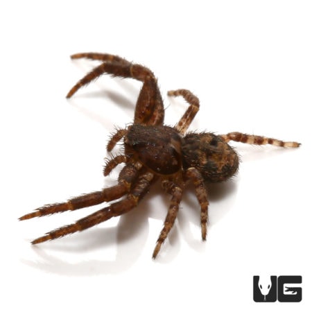 Crab Spiders For Sale - Underground Reptiles