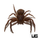 Crab Spiders For Sale - Underground Reptiles