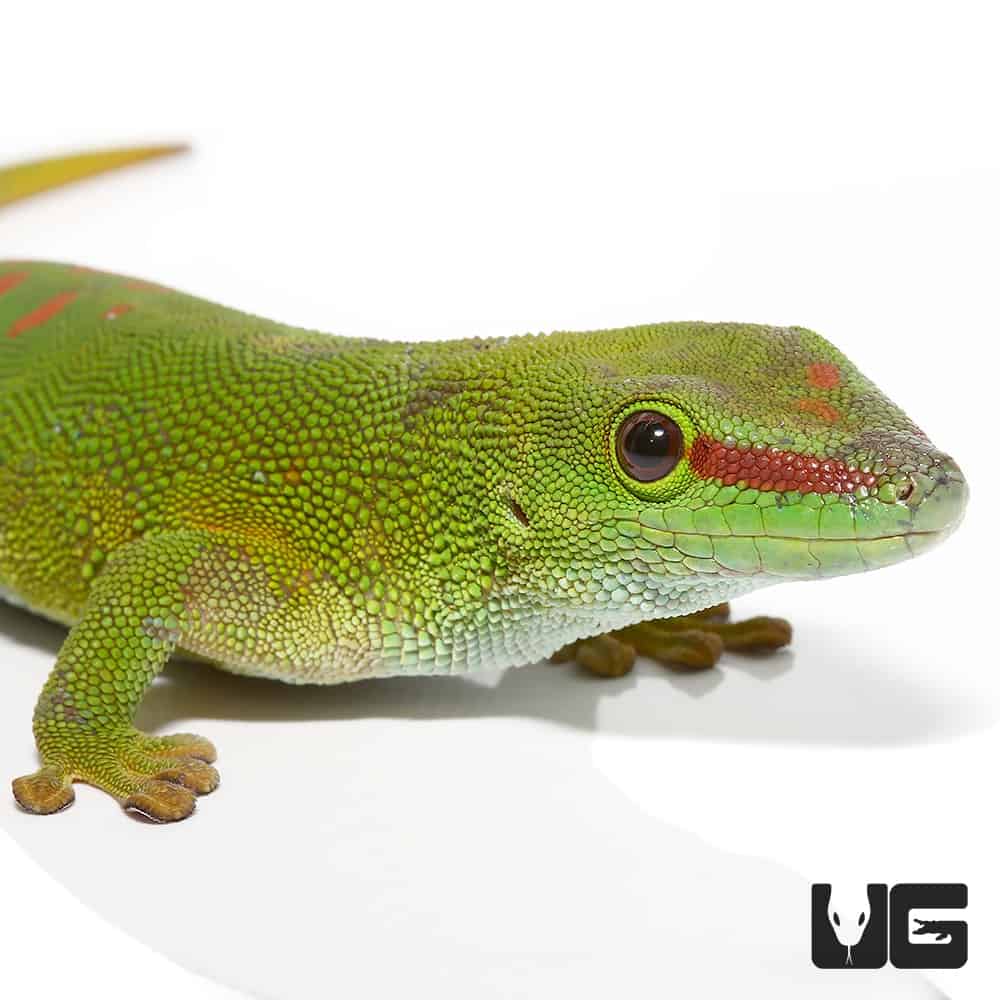 Crimson Giant Day Geckos (Phelsuma grandis) For Sale - Underground Reptiles