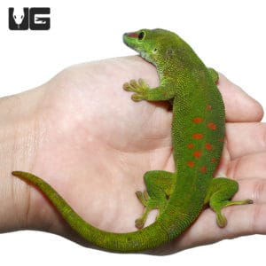 Day Geckos For Sale - Underground Reptiles