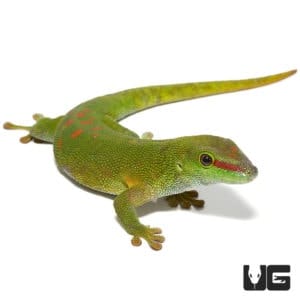 Crimson Giant Day Geckos (Phelsuma grandis) For Sale - Underground Reptiles