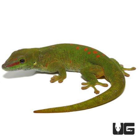 Crimson Giant Day Geckos (Phelsuma grandis) For Sale - Underground Reptiles