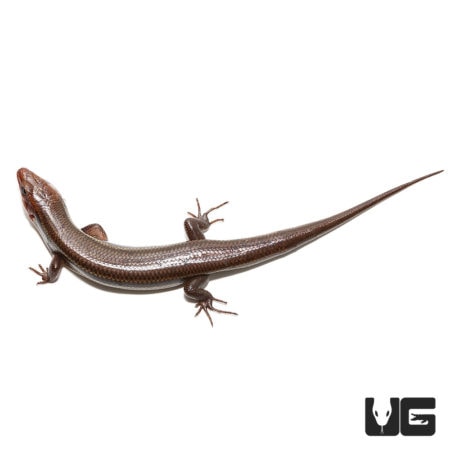 Five-Lined Skinks (Eumeces Plestiodon fasciatus) For Sale - Underground Reptiles