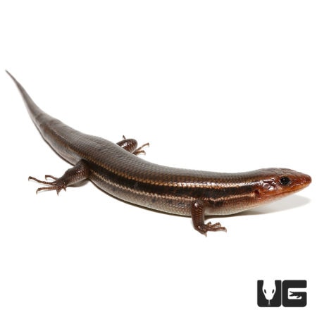 Five-Lined Skinks (Eumeces Plestiodon fasciatus) For Sale - Underground Reptiles