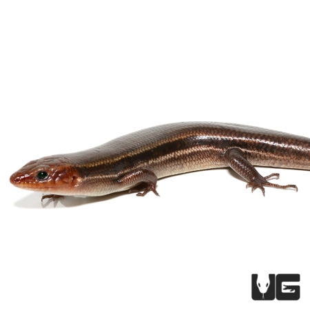 Five-Lined Skinks (Eumeces Plestiodon fasciatus) For Sale - Underground Reptiles