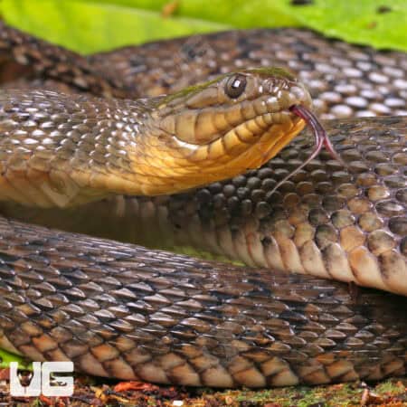 Green Water Snakes For Sale - Underground Reptiles