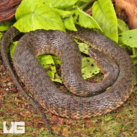 Green Water Snakes For Sale - Underground Reptiles