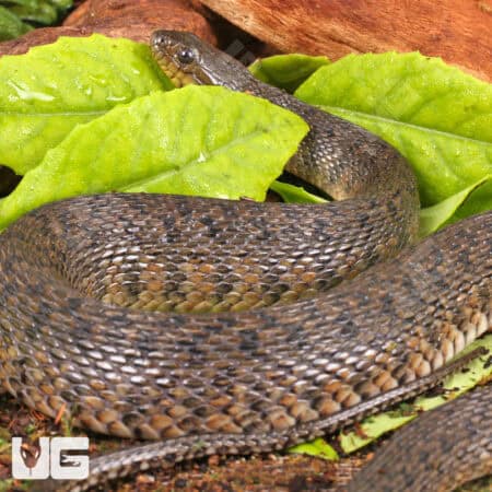 Green Water Snakes For Sale - Underground Reptiles
