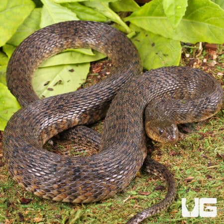 Green Water Snakes For Sale - Underground Reptiles