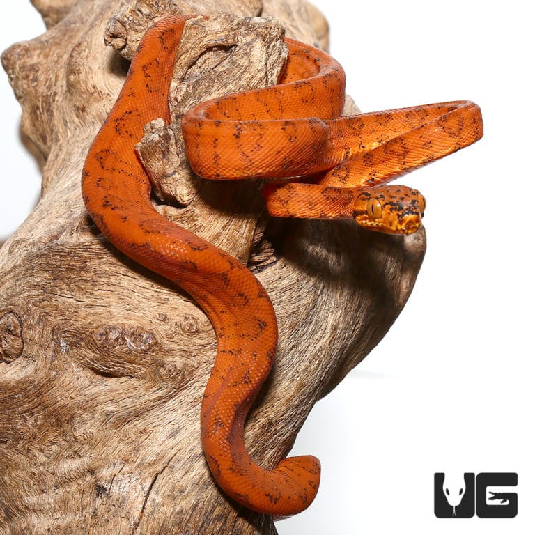 Colored Amazon Tree Boas For Sale Underground Reptiles