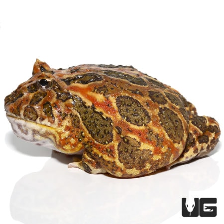 Adult High Red Ornate Pacman Frogs For Sale - Underground Reptiles
