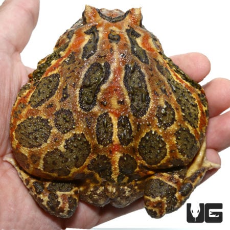 Adult High Red Ornate Pacman Frogs For Sale - Underground Reptiles