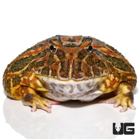 Adult High Red Ornate Pacman Frogs For Sale - Underground Reptiles
