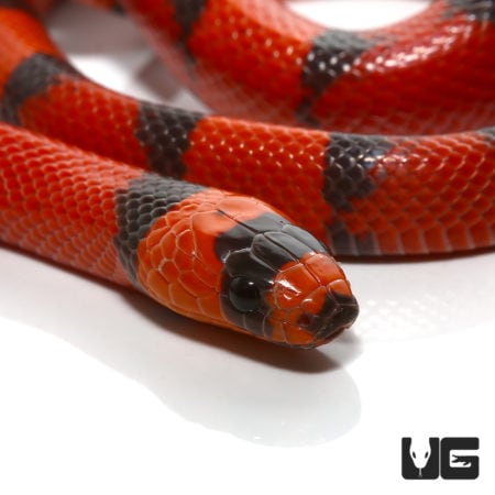Hypo Tangerine Honduran Milksnake, baby reptile, vibrant orange and black pattern.