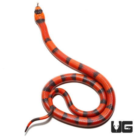 Hypo Tangerine Honduran Milksnake, baby reptile with vibrant orange and black pattern.