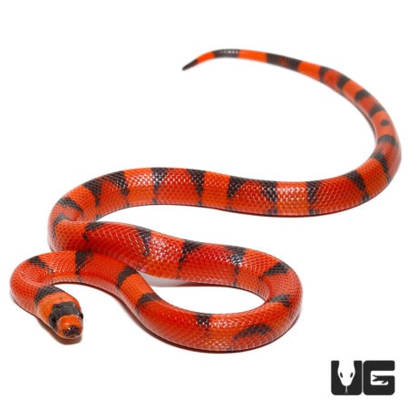 Hypo Tangerine Honduran Milksnakes For Sale - Underground Reptiles