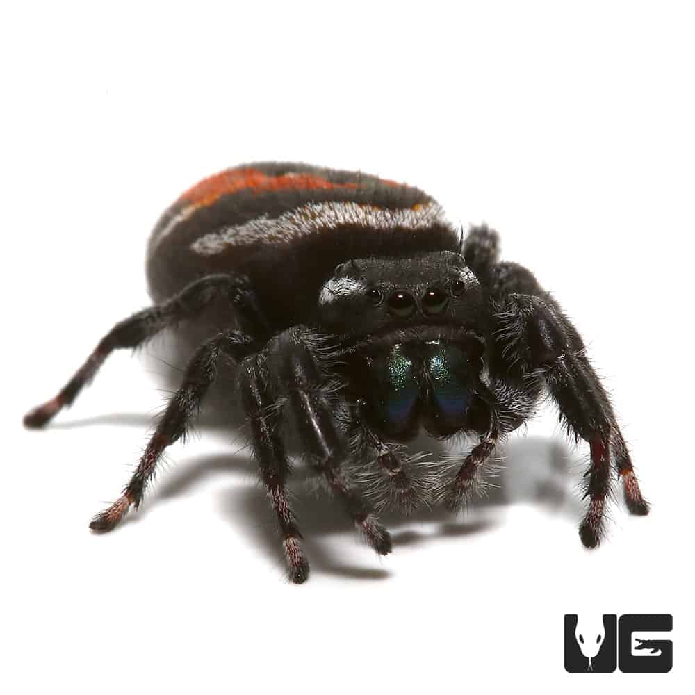 Red Back Jumping Spiders (carneus) For Sale – Big Apple Pet Supply