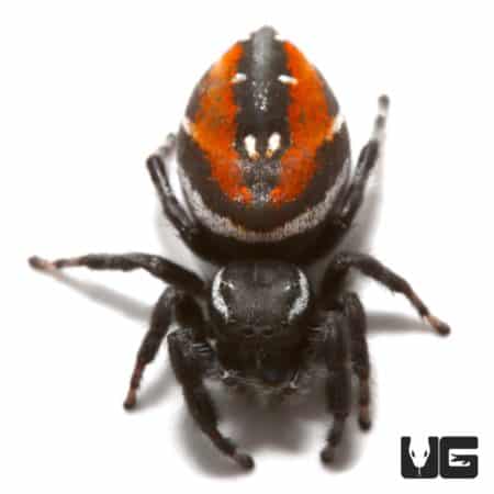 Johnson's Jumping Spider For Sale - Underground Reptiles
