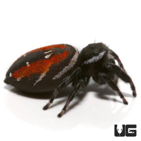 Johnson's Jumping Spider For Sale - Underground Reptiles