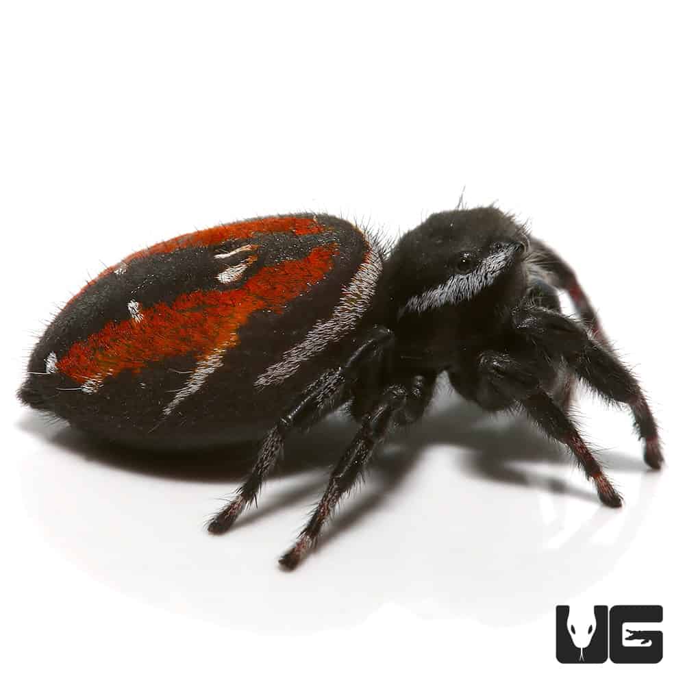 Red Back Jumping Spiders (carneus) For Sale – Big Apple Pet Supply