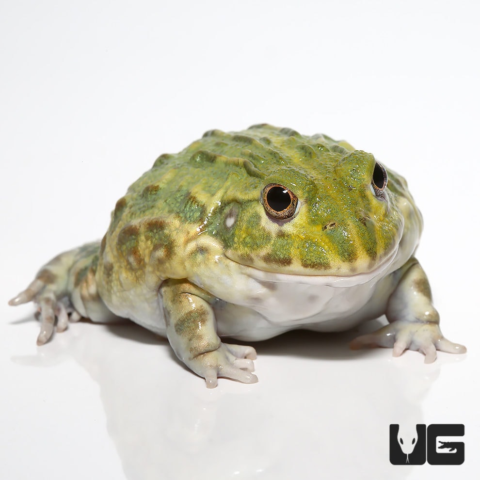Giant Pixie Frogs For Sale Underground Reptiles