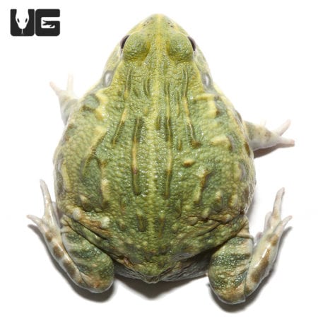 Adult Giant Pixie Frog For Sale - Underground Reptiles