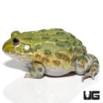 Adult Giant Pixie Frog For Sale - Underground Reptiles