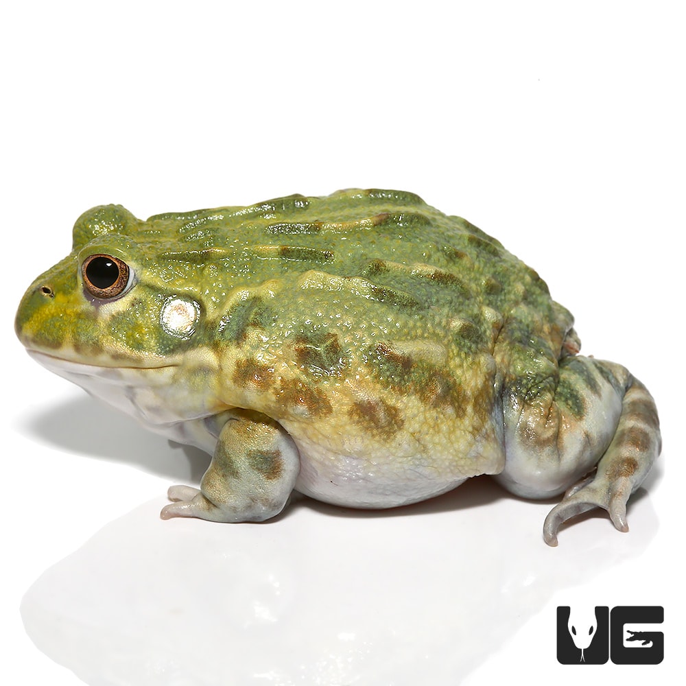 Juvenile Giant Pixie Frog (Pyxicephalus adspersus) For Sale