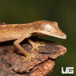 Lined Flat Tail Geckos (Uroplatus lineatus) For Sale - Underground Reptiles