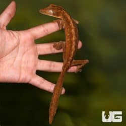 Lined Flat Tail Geckos (Uroplatus lineatus) For Sale - Underground Reptiles