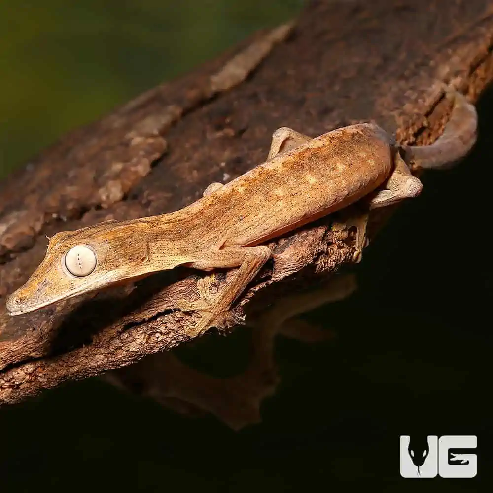 Lined Flat Tail Geckos (Uroplatus lineatus) For Sale - Underground Reptiles