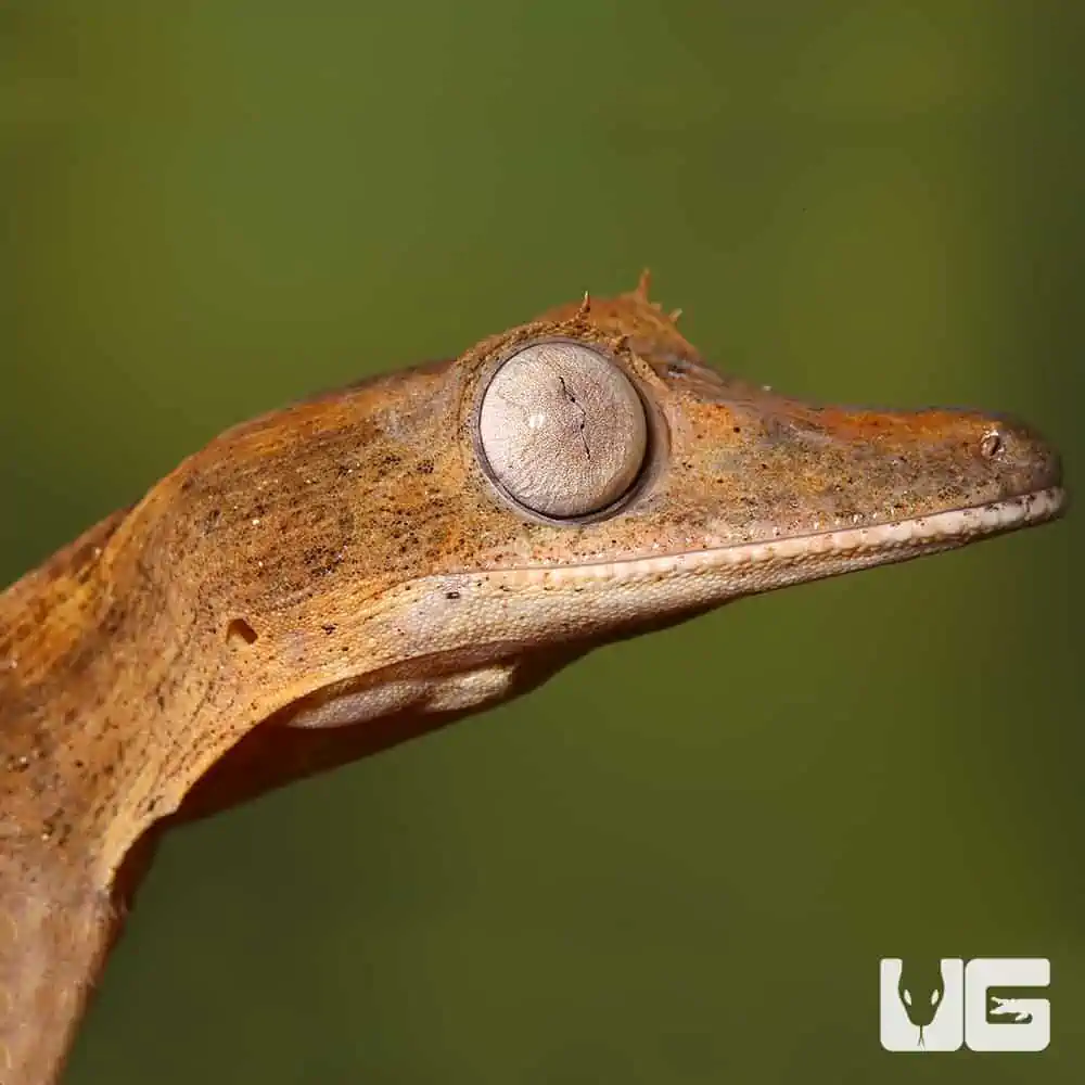 Lined Flat Tail Geckos (Uroplatus lineatus) For Sale - Underground Reptiles