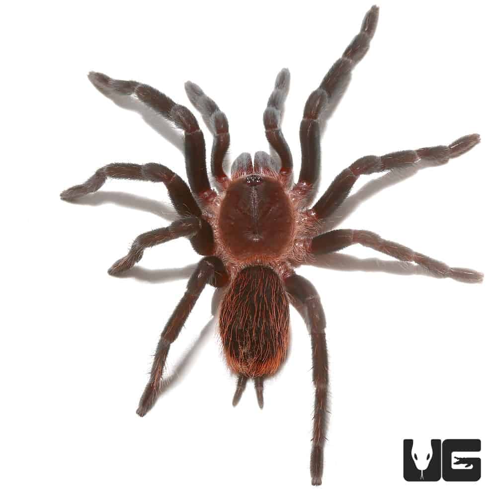 Tarantulas & Spiders For Sale - Page 23 of 28 - Underground Reptiles