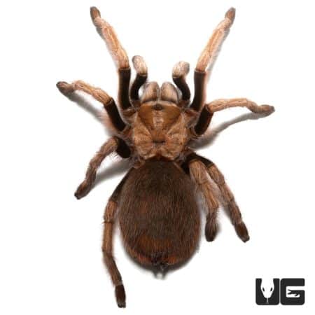 Arizona Blonde Tarantulas (Aphonopelma chalcodes) For Sale - Underground Reptiles